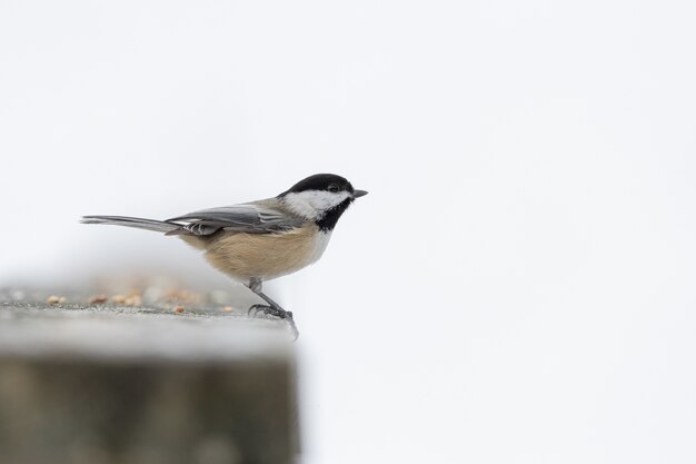 Chickadee-vogel met zwarte dop