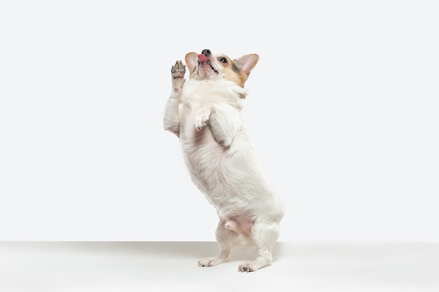 Chihuahua metgezel hond op de vlucht. Het leuke speelse crème bruine hondje of huisdier spelen geïsoleerd op witte studioachtergrond. Concept van beweging, actie, beweging, huisdierenliefde. Ziet er gelukkig, opgetogen, grappig uit.