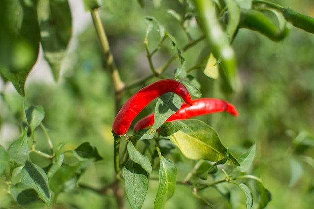 Chilipepers plant in biologische tuin Premium Foto