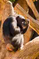 Gratis foto chimpansee