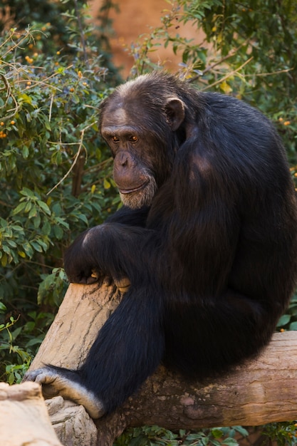 Gratis foto chimpansee