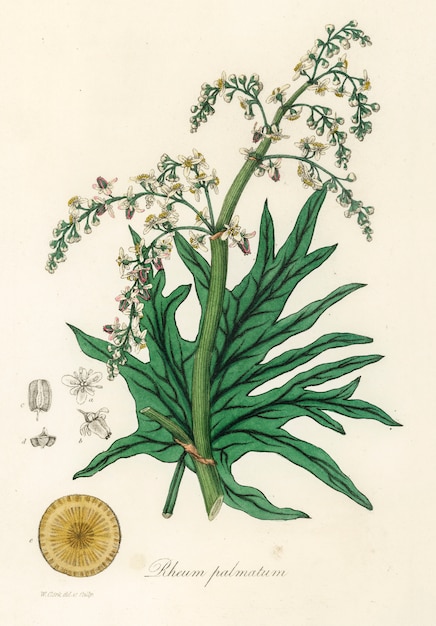 Chinese rabarber (Rheum palmatum) illustratie uit medische plantkunde (1836)