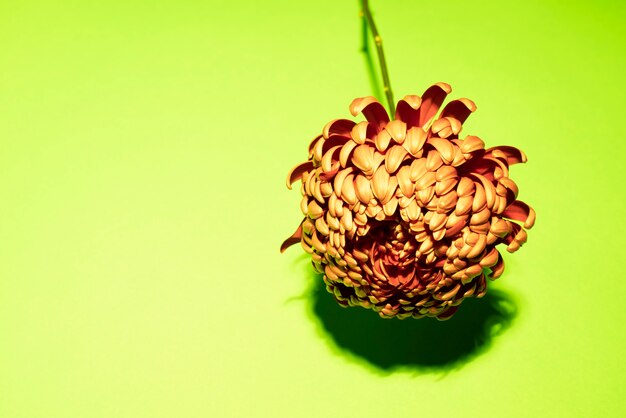 Gratis foto chrysantenbloem tegen groene achtergrond