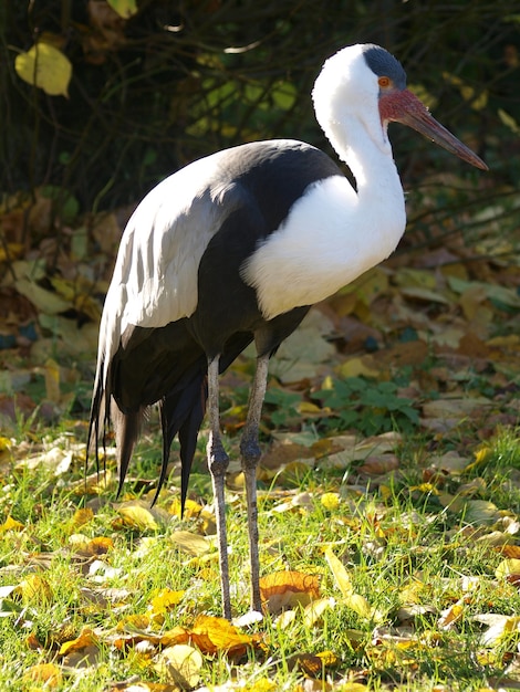 Ciconia ciconia op groen gras