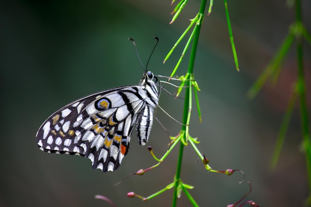 Citroenvlinder limoenzwaluwstaart en geruite zwaluwstaart vlinder rustend op de bloemplanten