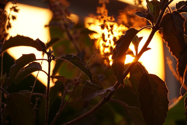 Cloes up van bladplanten met zonnevlam Premium Foto