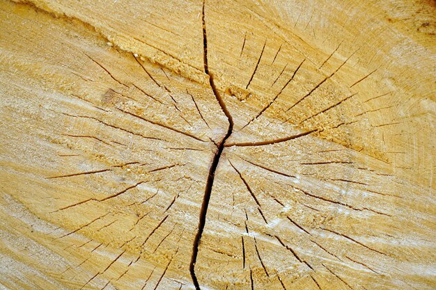 Close-up beeld van een gesneden hout log met prachtige patronen erop