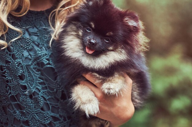 Close-up beeld van een schattige spitz puppy die het meisje houdt.