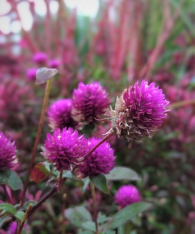 Close-up beeld van paarse bloemen in de wei