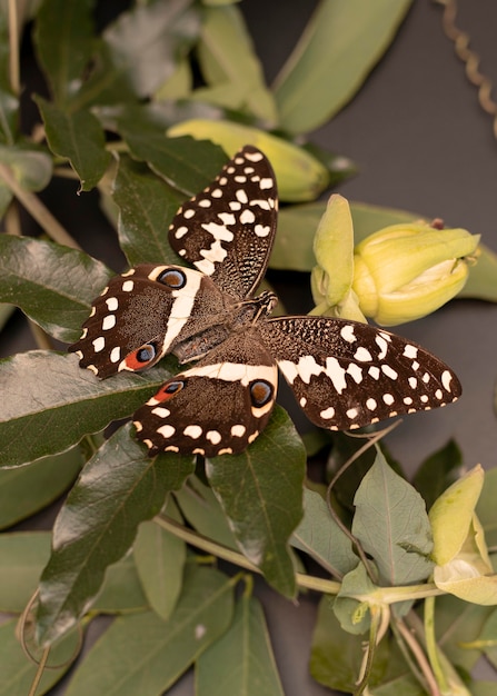 Close-up beeld van prachtige vlinder concept