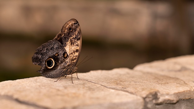 Close-up beeld van prachtige vlinder concept