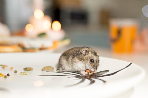 Close-up beeld van schattige hamster op een bord