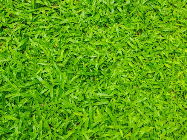 Close-up beeld van verse lente groen gras.