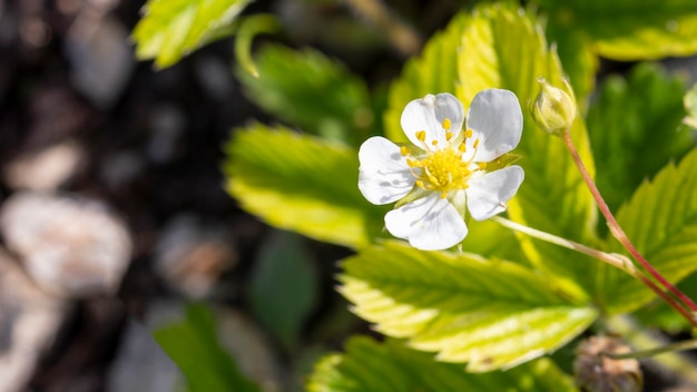 Close-up biologische planten buitenshuis