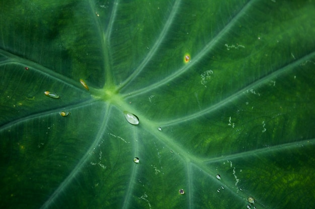 Close-up blad met waterdruppels