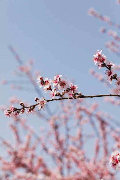 Close-up bomen takken met bloeiende bloemen