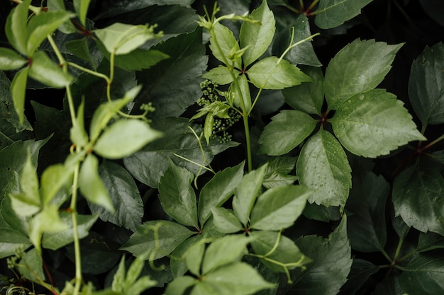 Close-up bovenaanzicht grasland plant