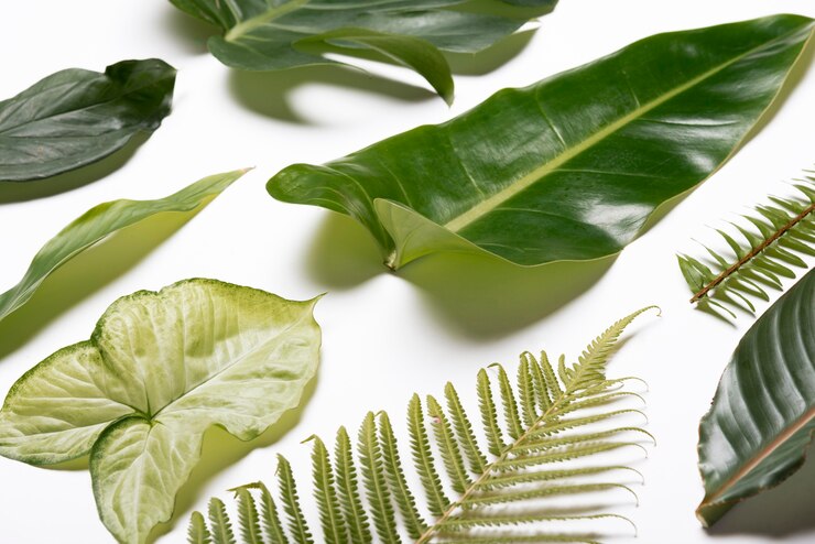 Gratis Foto close-up collectie van natuurlijke bladeren