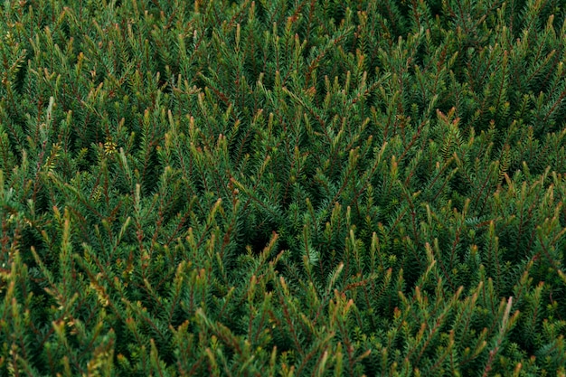 Close-up die van de bladeren van de pijnboomboom is ontsproten