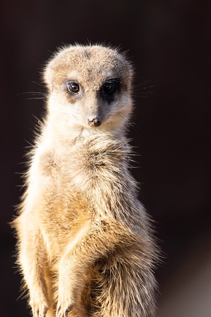 Close-up die van een alerte meerkat is ontsproten die recht kijkt