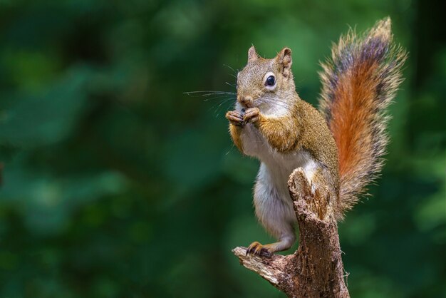 Close-up die van een Europese eekhoorn is ontsproten die een pinda eet