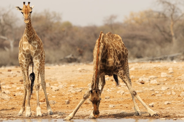 Gratis foto close-up die van een giraf is ontsproten die zich langs een ondiepe rivieroever en een ander drinkwater bevindt