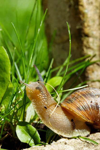 Close-up die van een grote slak is ontsproten die rond op de grond kruipt