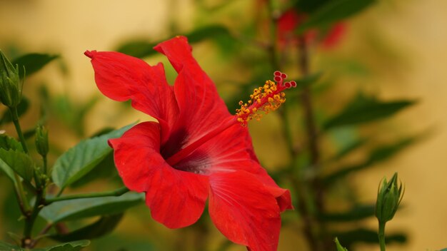 Close-up die van een heldere rode hibiscusbloem is ontsproten