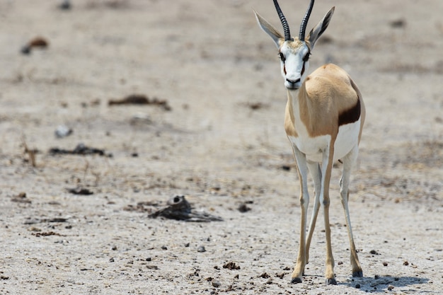 Gratis foto close-up die van een jonge gemsbok is ontsproten die recht staart