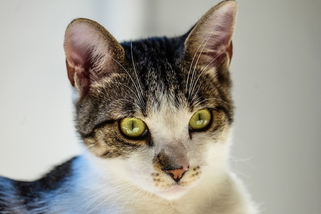 Close-up die van een kat is ontsproten die de camera met een vage achtergrond bekijkt