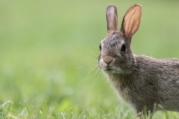 Close-up die van een leuk grijs konijntje is ontsproten