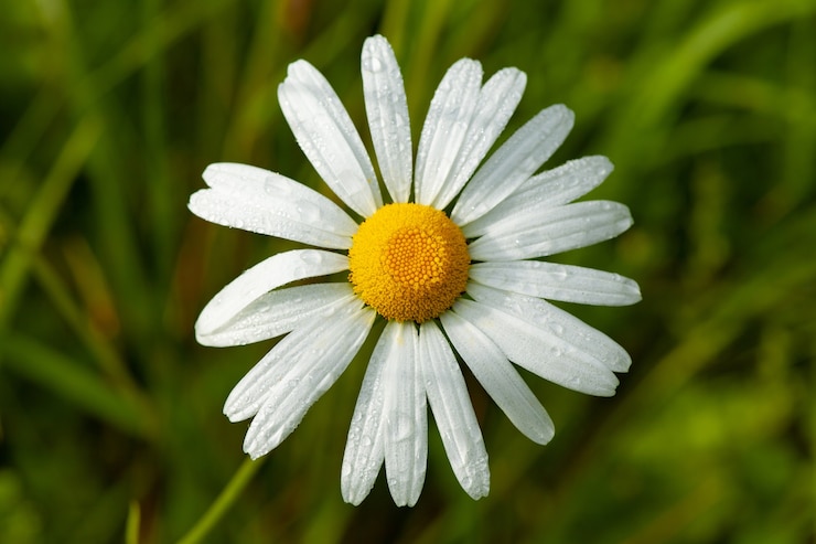 Gratis Foto close-up die van een madeliefjebloem is ontsproten met vaag