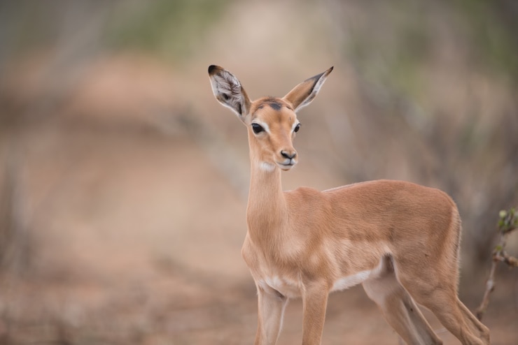 Gratis Foto close-up die van een mooie babyantilope is ontsproten