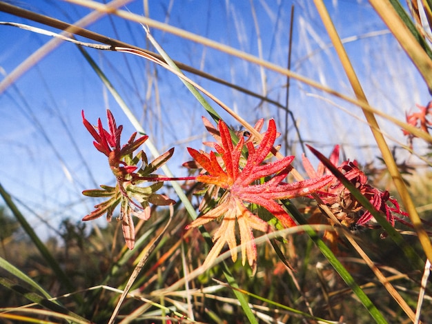 Gratis foto close-up die van een mooie bloem is ontsproten die in een bos groeit