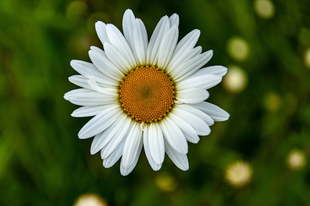 Gratis foto close-up die van een mooie bloem van het oxeye-madeliefje is ontsproten