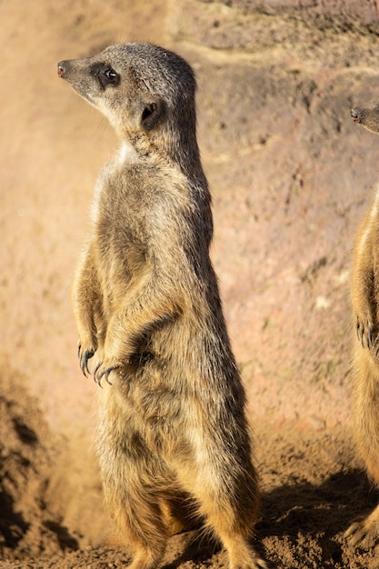 Gratis foto close-up die van een nieuwsgierige meerkat is ontsproten die zich lang op woestijnzand bevindt