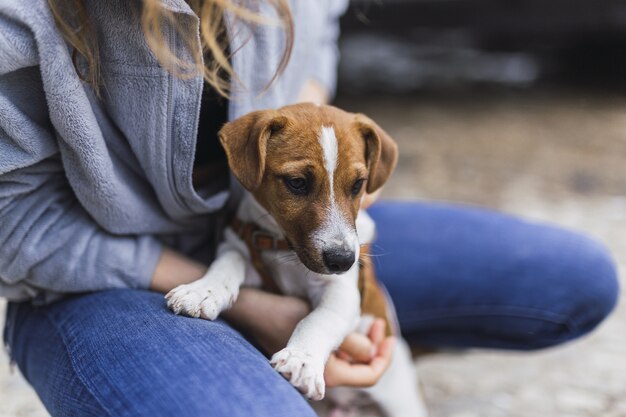 Close-up die van een persoon is ontsproten die een kleine Jack Russell Terrier koestert in het zonlicht