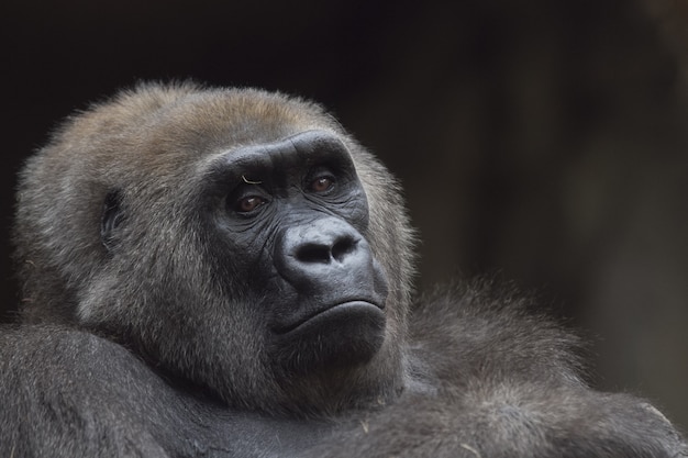 Close-up die van een westelijke zitting van de laaglandgorilla is ontsproten