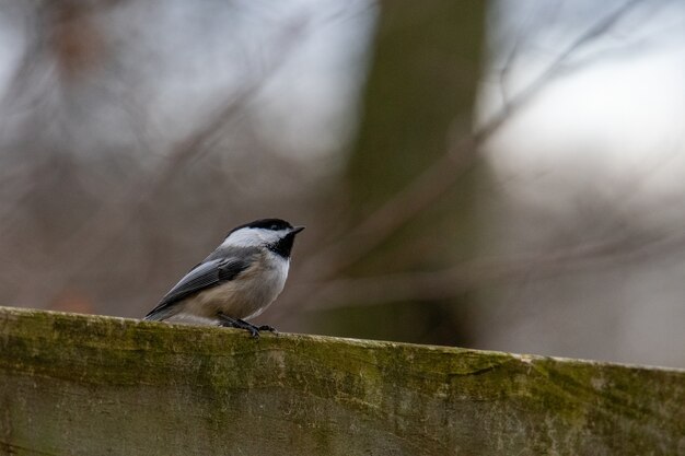 Close-up die van een zwart-capped chickadee is ontsproten die op hout wordt neergestreken