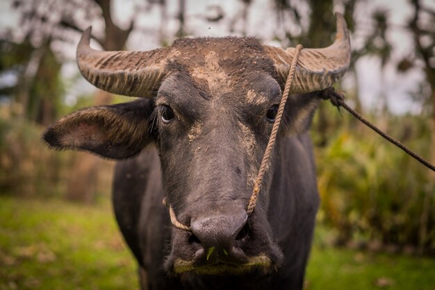 Close-up die van een zwarte waterbuffel is ontsproten