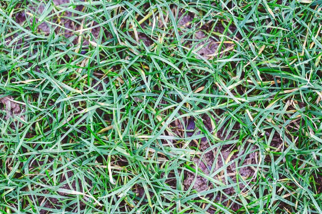 Close-up die van gras de grond onder het zonlicht overdag behandelt