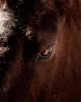 Gratis foto close-up die van het oog van een wilde buffel is ontsproten