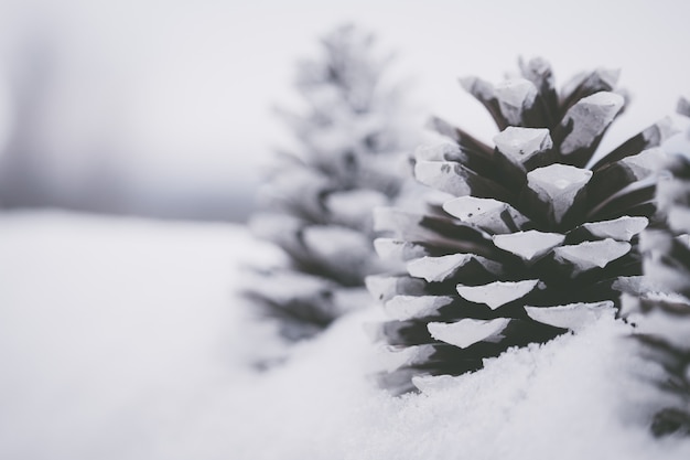 Close-up die van mooie witte pinecones in de sneeuw is ontsproten