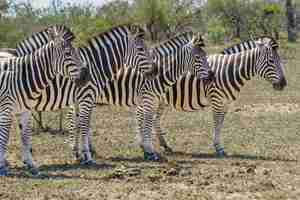 Gratis foto close-up die van vier volwassen zebra's is ontsproten die zich in de safari verenigen