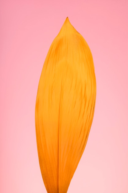 Close-up exotisch geel blad stilleven