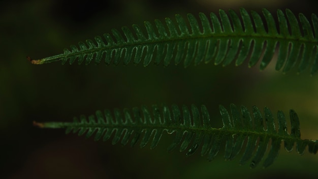 Close-up fern bladeren