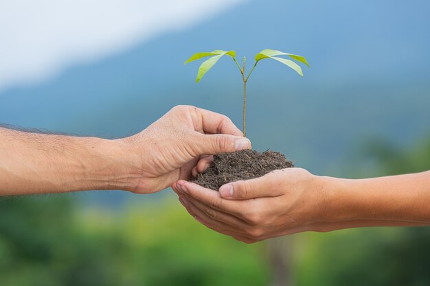 Close-up foto van de hand die het jonge boompje van de plant doorgeeft aan een andere hand