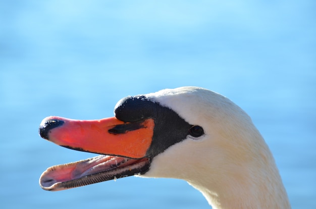 Close-up foto van een witte zwaan op blauw