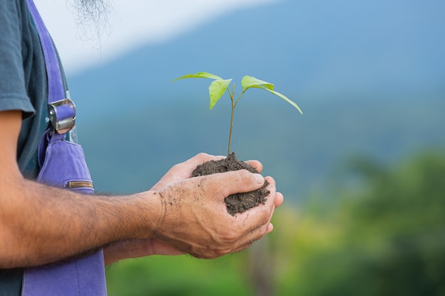 Close-up foto van tuinman hand met het jonge boompje van de plant