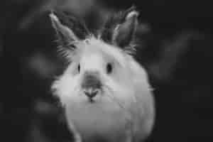 Gratis foto close-up grijsschaal die van een wit konijn op donker is ontsproten
